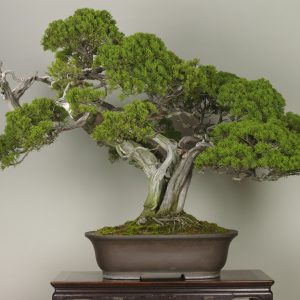 Buko (Juniperus sargentii)