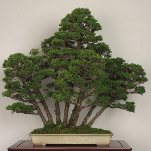 Chabo-hiba (Chamaecyparis breviramea)