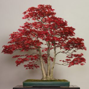 Deshojo (Acer palmatum)