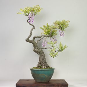 Fuji (Wisteria floribunda)