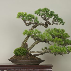 Goyo-matsu (Pinus parviflora)