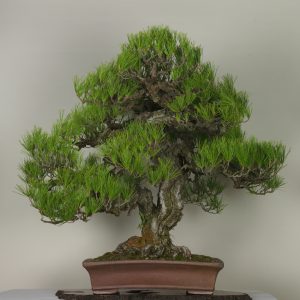 Hagoromo-no-mai (Pinus thunbergii)
