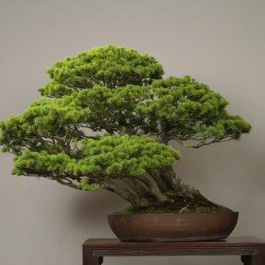 Haru-no-umi (Pinus parviflora)