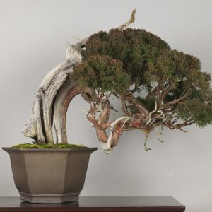 Hokusai (Juniperus chinensis)