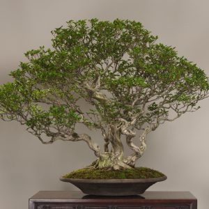 Iwashide (Carpinus turczaninovii)