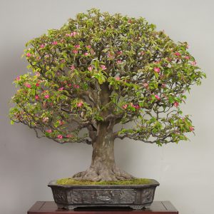 Karin (Pseudocydonia sinensis)