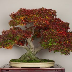 Koryo (Acer palmatum)