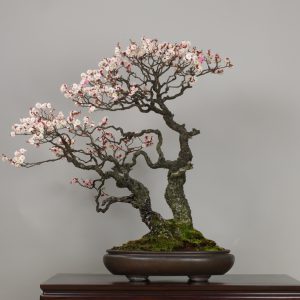 Omoi-no-mama (Prunus mume)