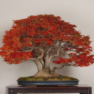 Shishigashira (Acer palmatum)