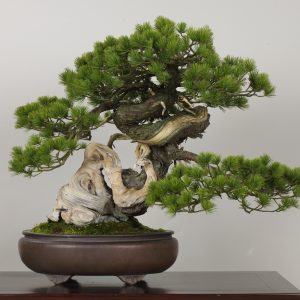 Uzushio (Pinus parviflora)