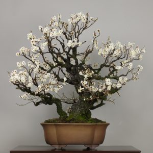 Yabai (Prunus mume)
