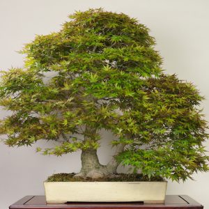 Yama-momiji (Acer palmatum)