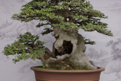 Chinese-Penjing-06