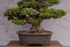 Chinese-Penjing-12