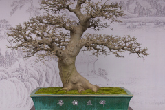 Chinese-Penjing-15