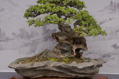 Chinese-Penjing-17