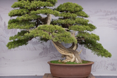 Chinese-Penjing-21