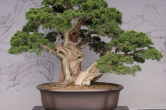 Chinese-Penjing-26