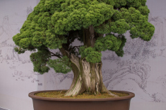 Chinese-Penjing-27