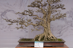 Chinese-Penjing-29