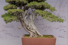 Chinese-Penjing-32