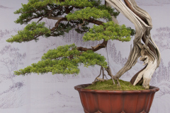 Chinese-Penjing-33