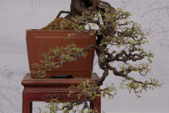 Chinese-Penjing-34