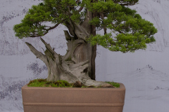 Chinese-Penjing-36