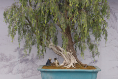 Chinese-Penjing-38