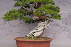 Chinese-Penjing-39