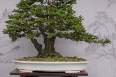 Chinese-Penjing-42