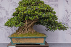 Chinese-Penjing-43