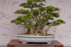 Chinese-Penjing-44