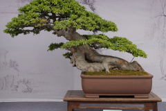 Chinese-Penjing-46