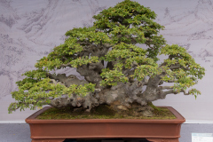 Chinese-Penjing-48