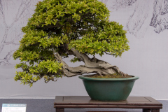 Chinese-Penjing-50