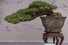 Chinese-Penjing-51