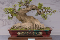 Chinese-Penjing-60