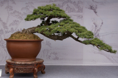 Chinese-Penjing-72