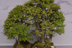 Chinese-Penjing-73