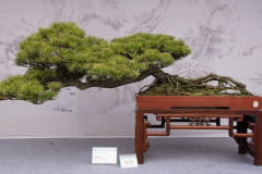 Chinese-Penjing-79