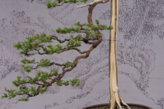 Chinese-Penjing-81