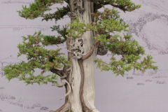 Chinese-Penjing-83
